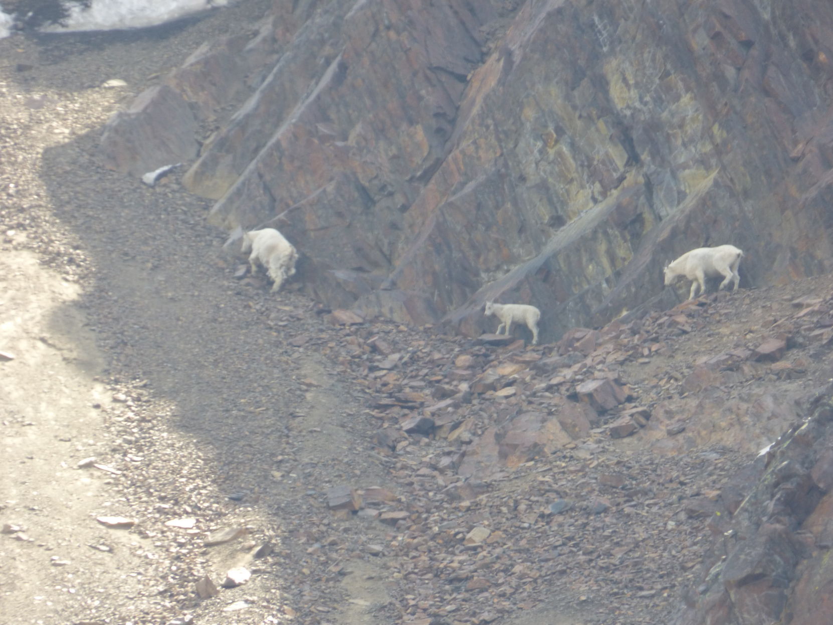 Mountain goats
